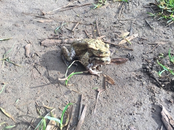 Mating toads – Jane Eade