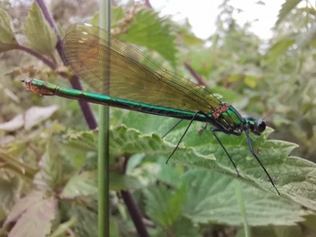 Female banded demoiselle - Jessica Ratcliffe  