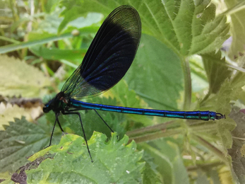 Male banded demoiselle - Jessica Ratcliffe 