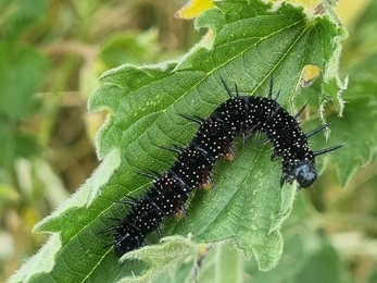 Peacock caterpillar at Norah Hanbury Kelk meadows – Joe Bell-Tye 