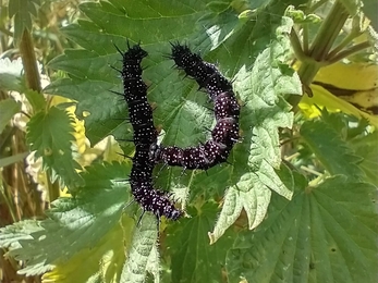 Peacock caterpillars at Castle Marshes – Lewis Yates 