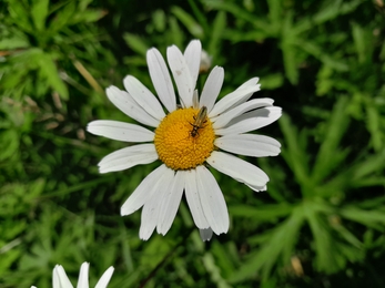 Small beetle on a daisy
