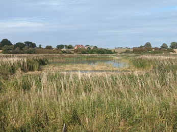 Before clearing in front of the viewpoints at Hen Reedbeds - Jamie Smith 