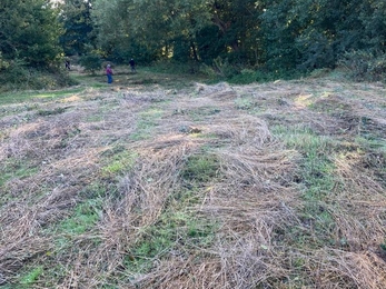 Clearing the meadow area at Hen reedbeds with the volunteers – Frances Lear 