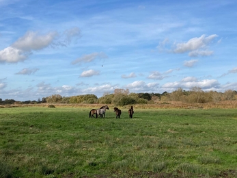 More ponies arrive to help with grazing at Carlton Marshes – Matt Gooch  