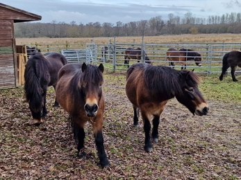 Herding ponies at Knettishall Heath - Anneke Emery 