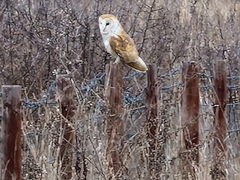 Lackford Lakes volunteer Dave Sumner took this photo of a barn owl at Sayer’s Breck. 
