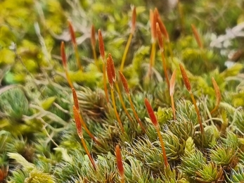 Bristly haircup moss at Wangford Warren, Joe Bell-Tye.