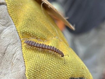 Flat-backed millipede, Anneke Emery 