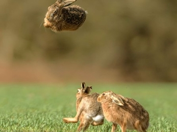 Brown hares, Trimley Marshes, Stephen Harper
