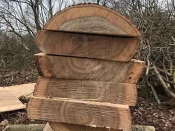 Cut wood, Bradfield Woods, Cormac Adlard