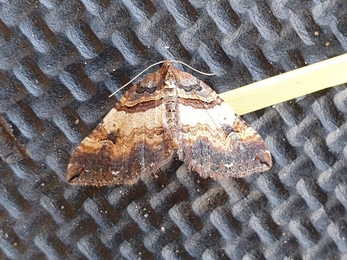 Shoulder stripe moth, Church Farm, Dan Doughty 