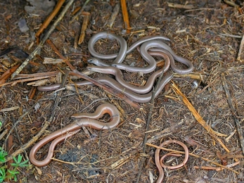 Rob Quadling found these six slow worms under one reptile tin  