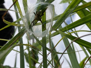 A female nursery web spider with an egg sac, Francis Lear