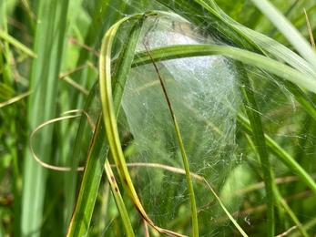 Nursery web spider, Francis Lear