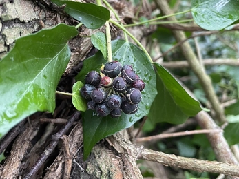 Fruiting ivy 