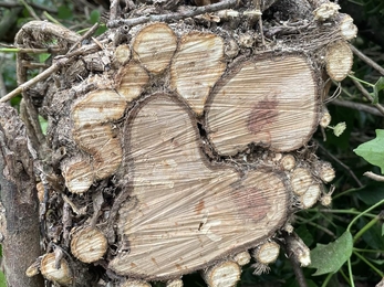 A cross section of tree showing ivy growth surrounding the trunk