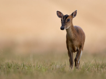 Muntjac deer walking across a field
