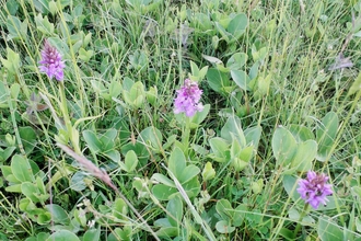 Southern Marsh Orchids surrounded by Bogbean