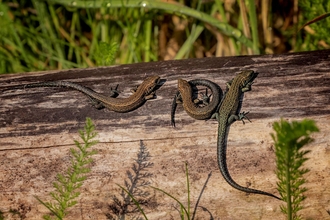 common lizards by Jim Palfrey