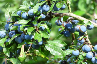 blackthorn fruits