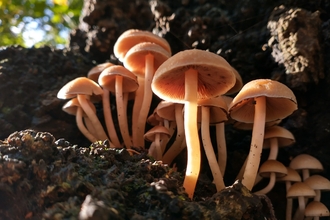 Fungi in the sun - Andrew Hickinbotham 