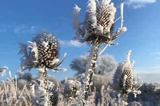 Hoar frost at Carlton Marshes - Andy Hickinbotham