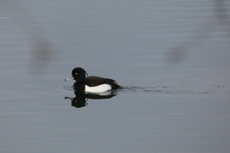 Tufted duck by Mike Andrews