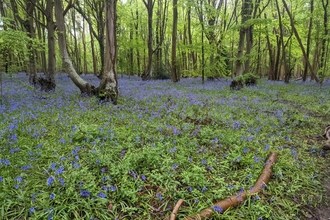 Bluebells at Reydon Wood – Jamie Smith 