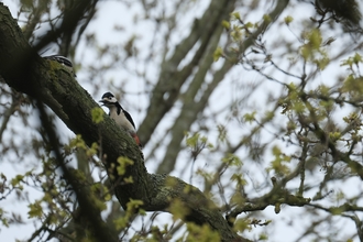 Great spotted woodpecker - Maddie Lord