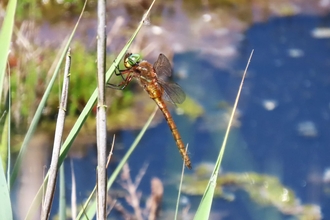 Norfolk hawker dragonfly at Trimley Marshes – Phil Whittaker 
