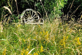 A wild meadow with bench in the background