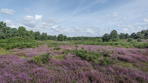 Blaxhall Common Suffolk Wildlife Trust