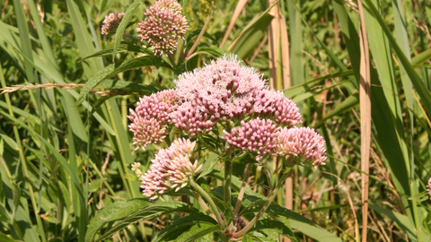 Hemp agrimony by Steve Aylward