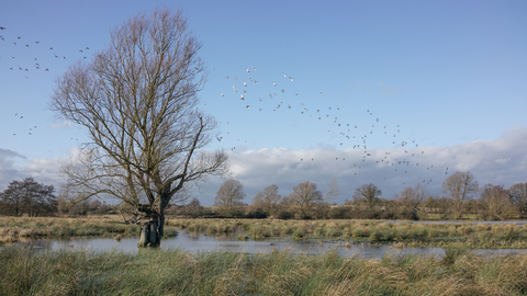 Scrape at Black Bourn Valley nature reserve