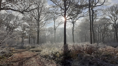 Sunlight breaking through bare trees with frost on the ground.