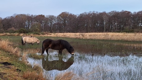 Grazing ponies at Redgrave & Lopham Fen