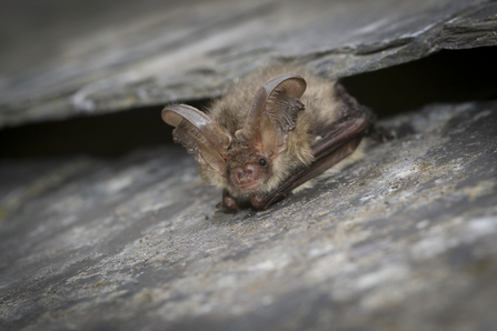 Suffolk Wildlife Trust