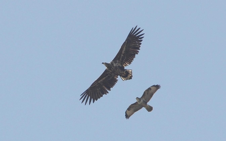 White-tailed eagle and buzzard at Carlton Marshes – Andrew Easton