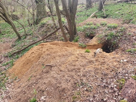 Badger excavations at Arger Fen – Joe Bell-Tye