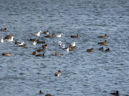Ducks on the lakes