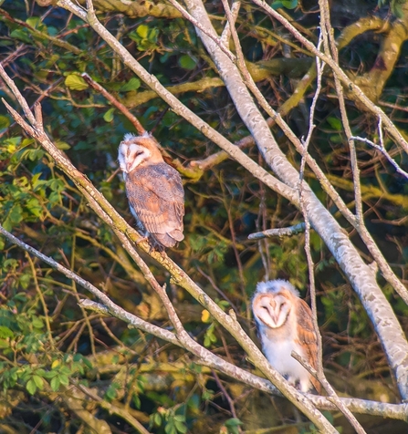 Barn owl fledglings - Chris Stuttle 