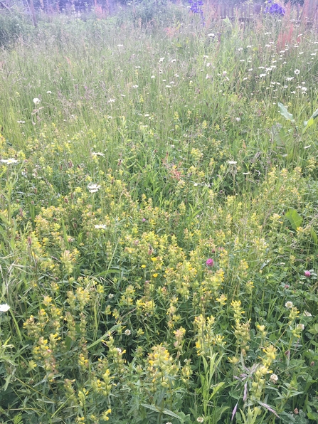 Gareth's Garden Meadow with beautiful yellow rattle