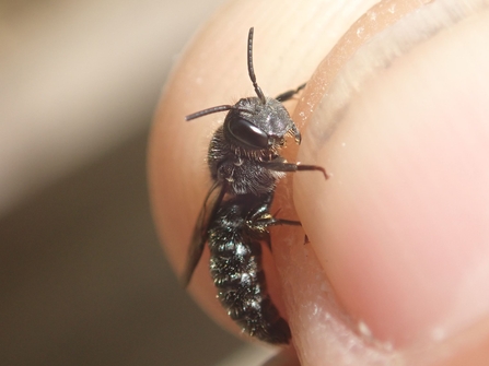 Little dark bee or Stelis breviuscula  at Lackford Lakes - Hawk Honey