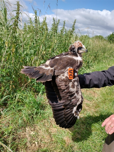Marsh harrier with tag – Lewis Yates 