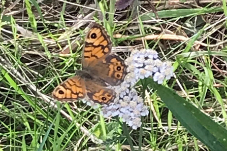 Wall brown in Fen Barn Garden at Lound Lakes – Andy Hickinbotham 