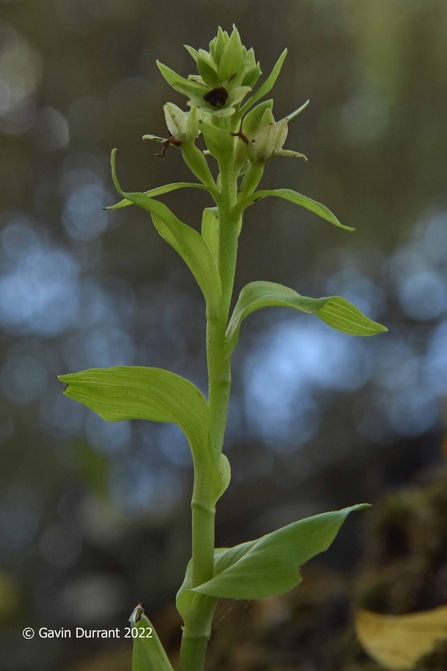 Peloric (mutant form) green-flowered helleborine orchid at Castle Marshes – Gavin Durrant 