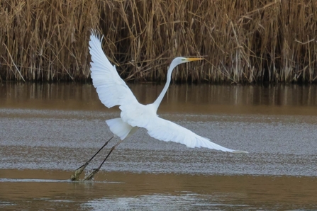 Great white egret at Lackford Lakes taken by a visitor – unfortunately we don’t have a name to credit – thank you to whoever you are – we’d like to credit you if you can contact us! 