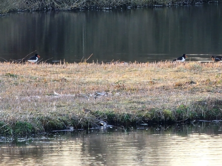 Oystercatchers at Lackford Lakes, Anneke Emery 