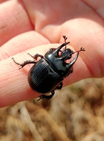 Minotaur beetle, Lewis Yates